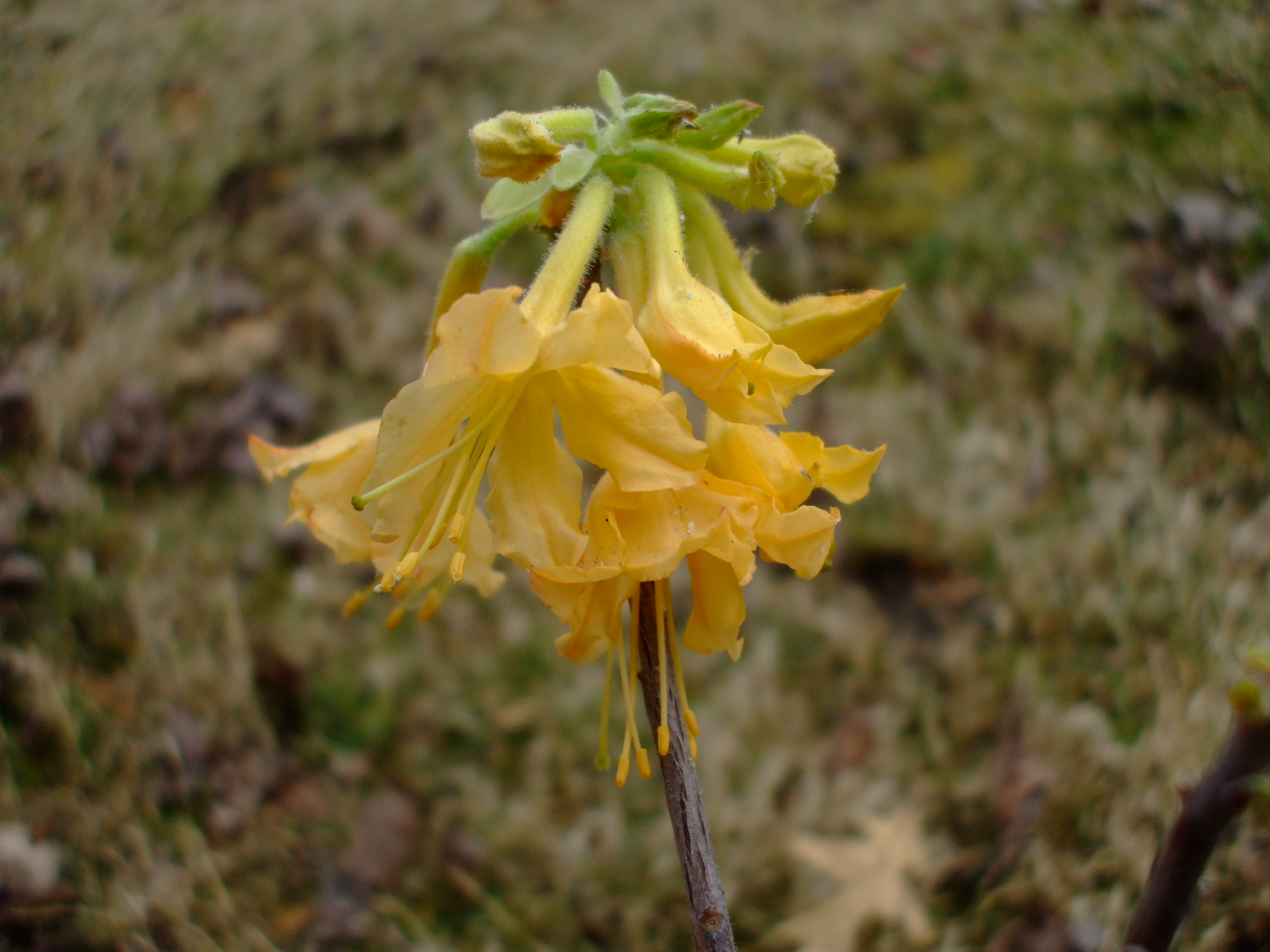 Rhododendron flammeum